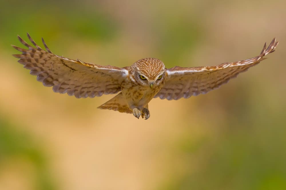 Intense Owl In Flight by David Manusevich — canvas wall art