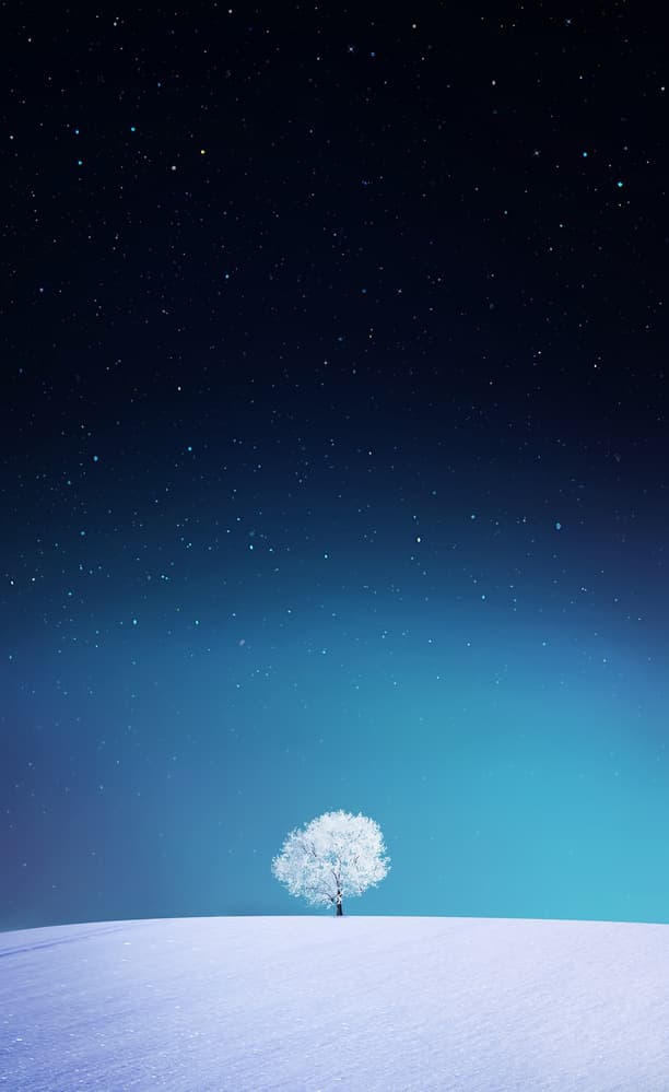 Solitary Tree Starry Night by Bess Hamiti — canvas wall art