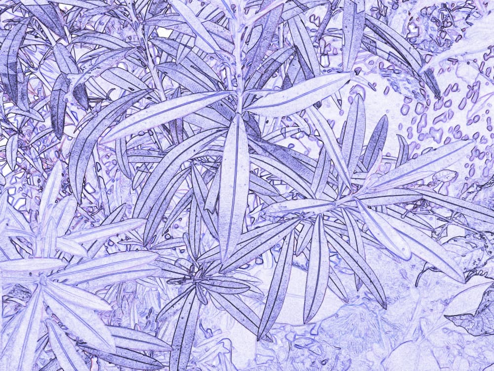 Purple Botanical Sketch by Santhosh ch — canvas wall art