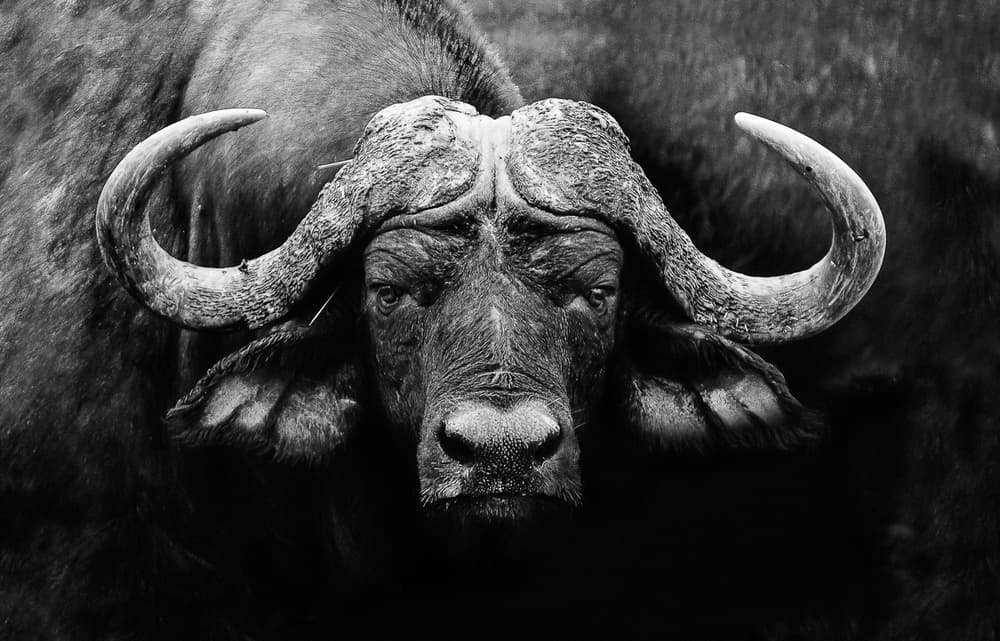 Powerful Buffalo Gaze by WildPhotoArt — canvas wall art