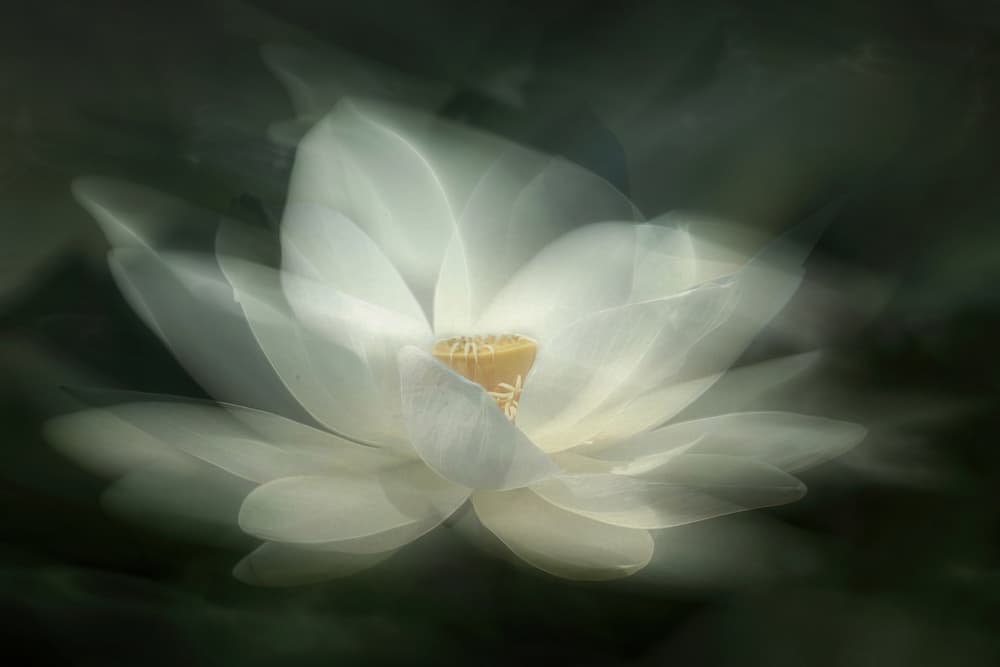 Ethereal White Lotus by Qing Zhao — canvas wall art