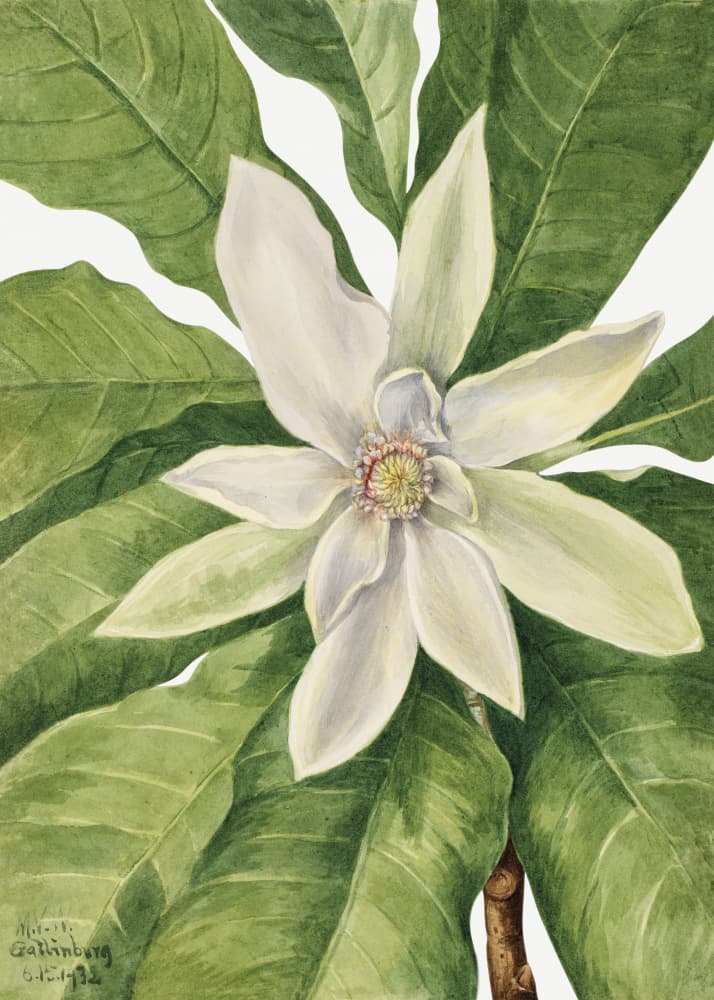 Umbrella Tree (1932) by Mary Vaux Walcott — canvas wall art