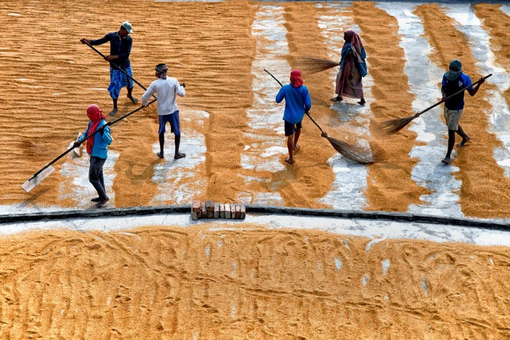 Golden Harvest Work by Shaibal Nandi — canvas wall art