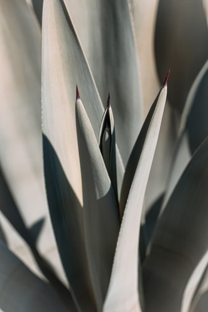 Agave Plant Spikes by Stephanie Klatt — canvas wall art