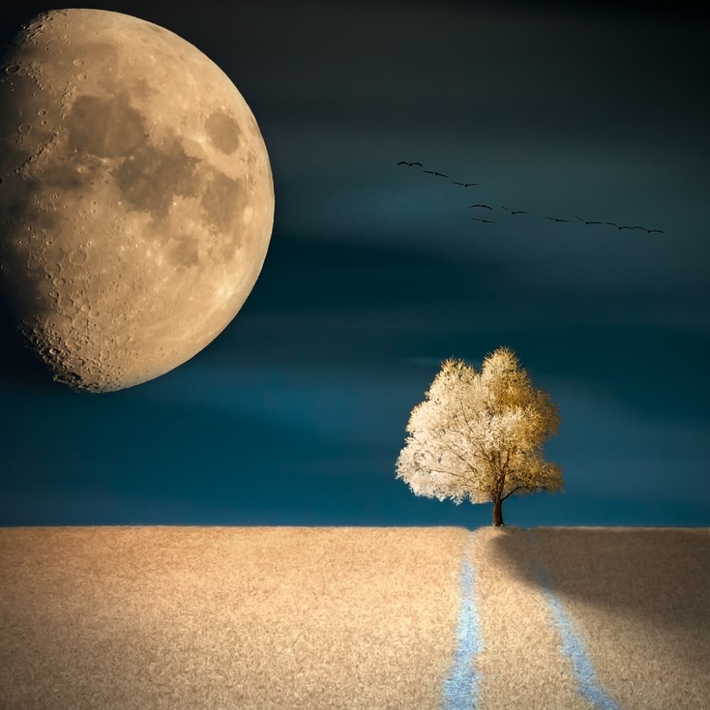 Moonlit Tree Path by Piotr Krol (Bax) — canvas wall art