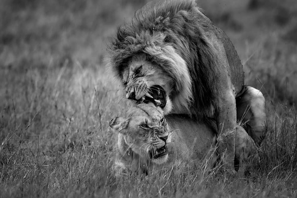 Fierce Lion Mating by Roshkumar — canvas wall art