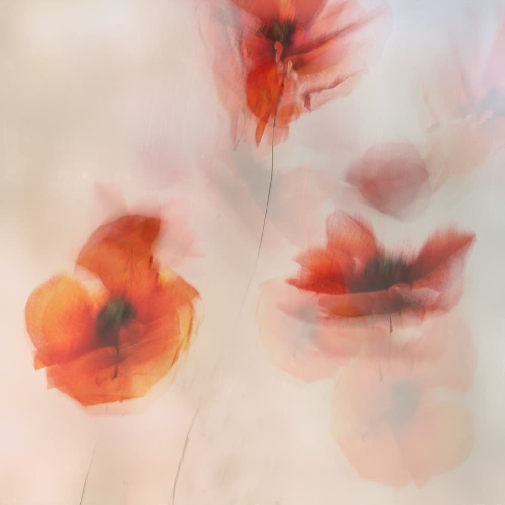 Painted poppies by Nel Talen — canvas wall art