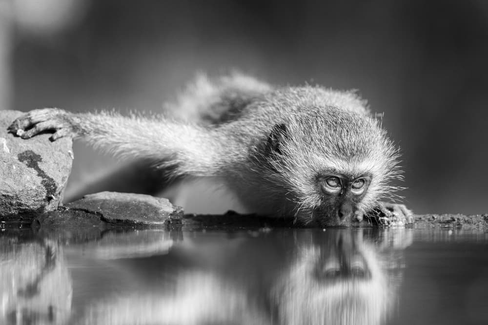 Vervet Monkey Reflection by Jaco Marx — canvas wall art