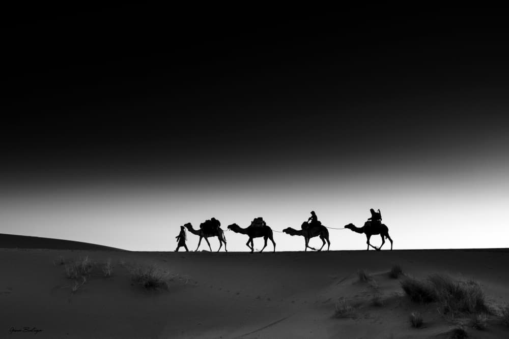 Silhouetted Desert Caravan by Gina Buliga — canvas wall art