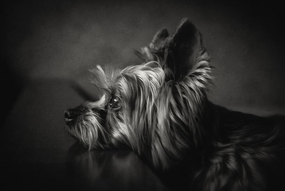 Thoughtful Yorkshire Terrier by Krisztina Lacz — canvas wall art