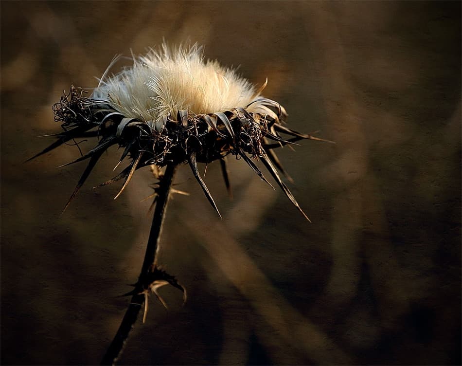 Moody Dried Thistle by Barbara Orienti — canvas wall art