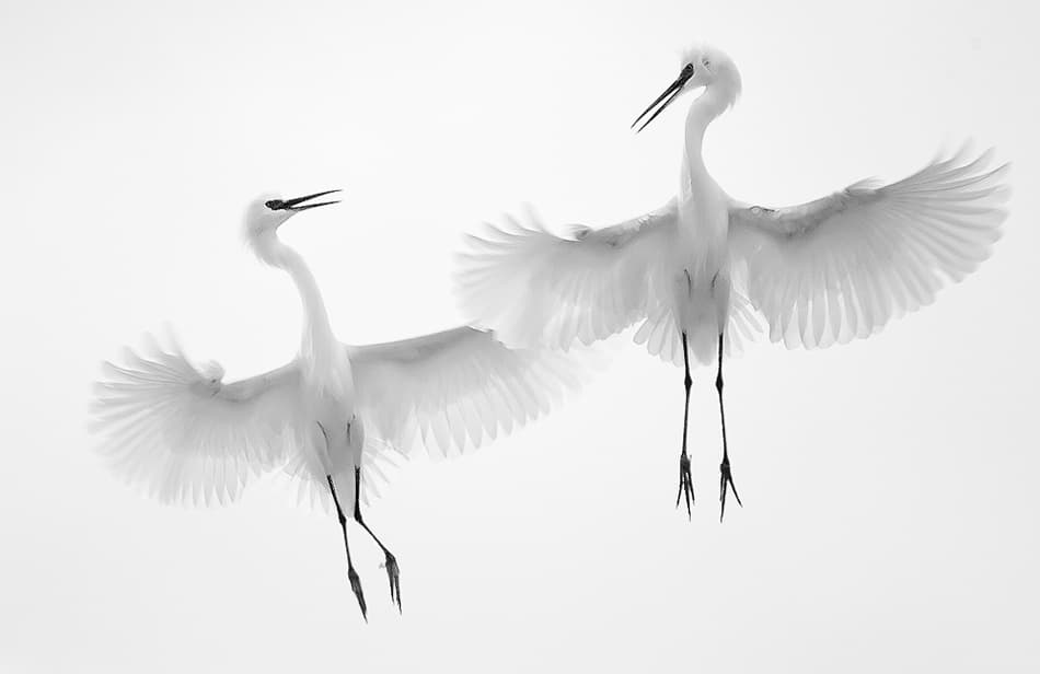 Graceful Egrets in Flight by Fabiola Forns — canvas wall art