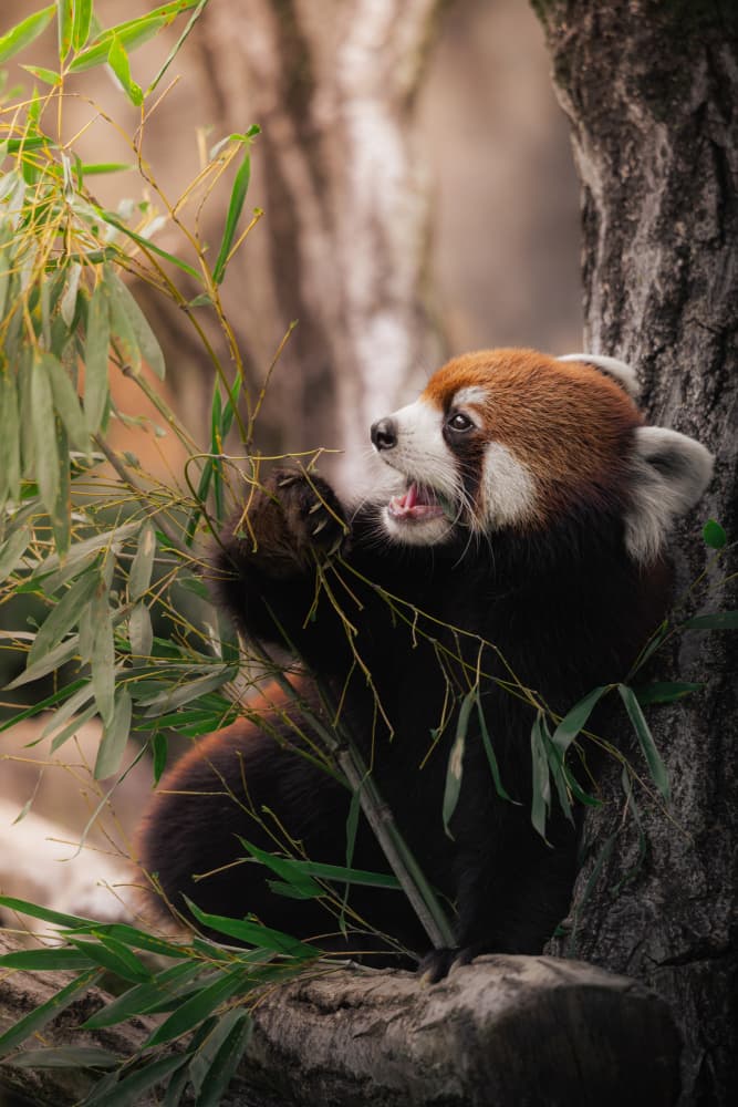 Red Panda Eating Bamboo by Haruma Okubo — canvas wall art