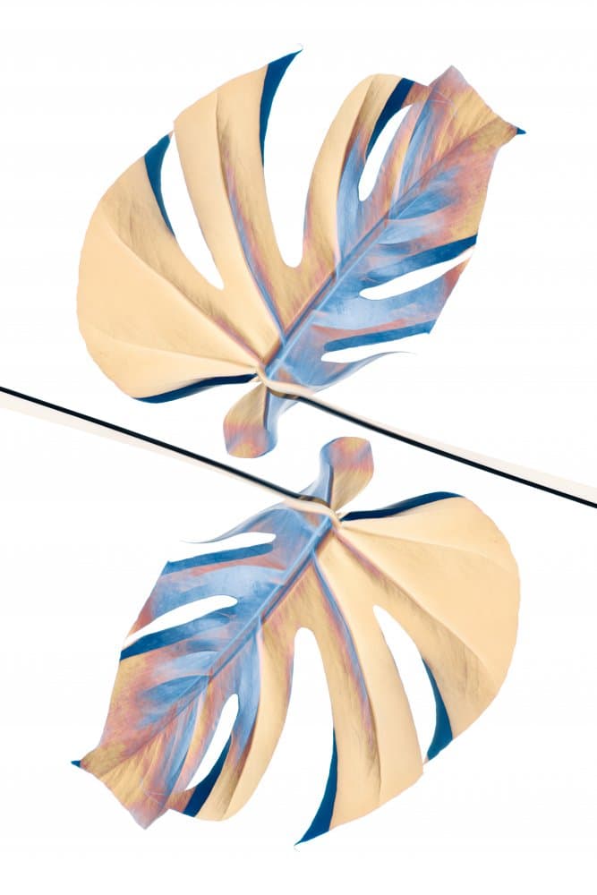 Mirrored Monstera Leaves by Pictufy Studio III — canvas wall art