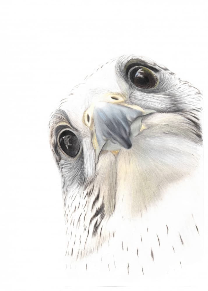 Watchful White Falcon by Angelica Diehn — canvas wall art