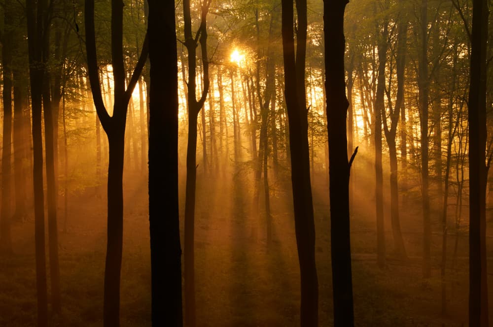 Golden Forest Sunbeams by Luc Baekelandt — canvas wall art