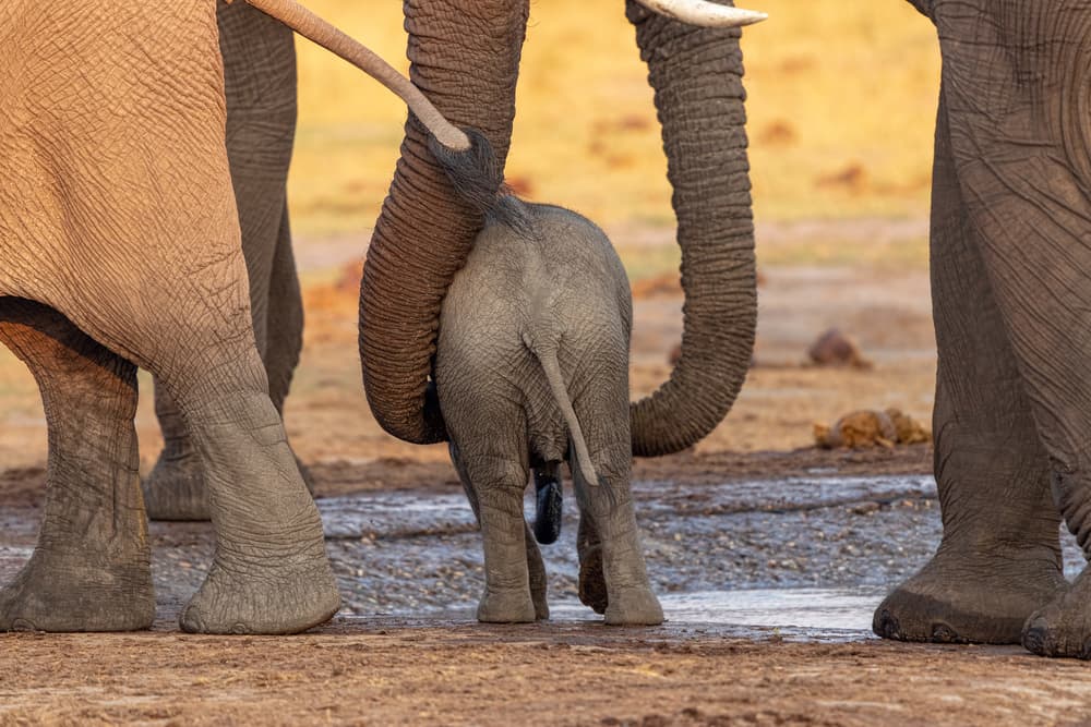 Baby Elephant Bond by Alessandro Catta — canvas wall art