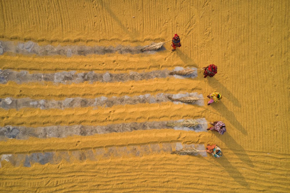 Women Working Golden Field by Azim Khan Ronnie — canvas wall art