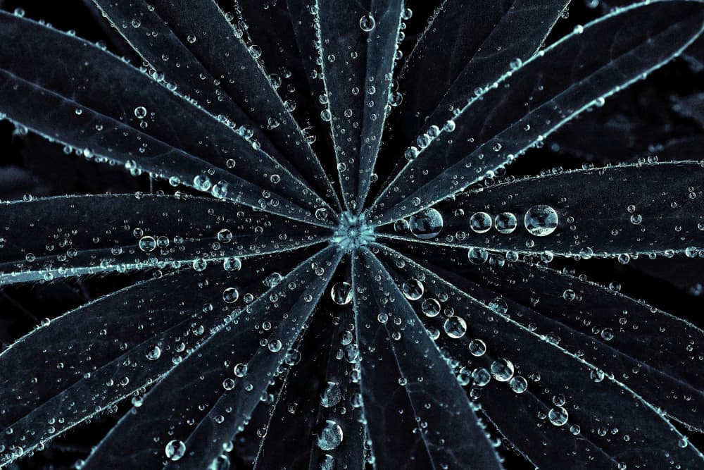 Aqua Leaf Dew Drops by Lucie Gagnon — canvas wall art
