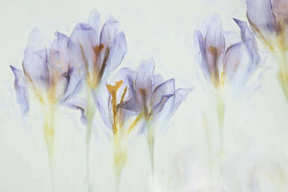 Spring by Nel Talen — canvas wall art