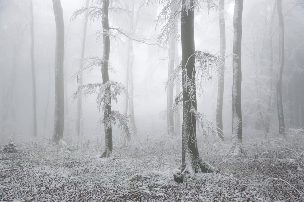 Misty Winter Forest by Irma Warth — canvas wall art
