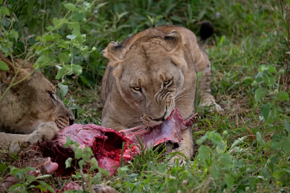 Fierce Lioness Feeding by Marco Pozzi — canvas wall art