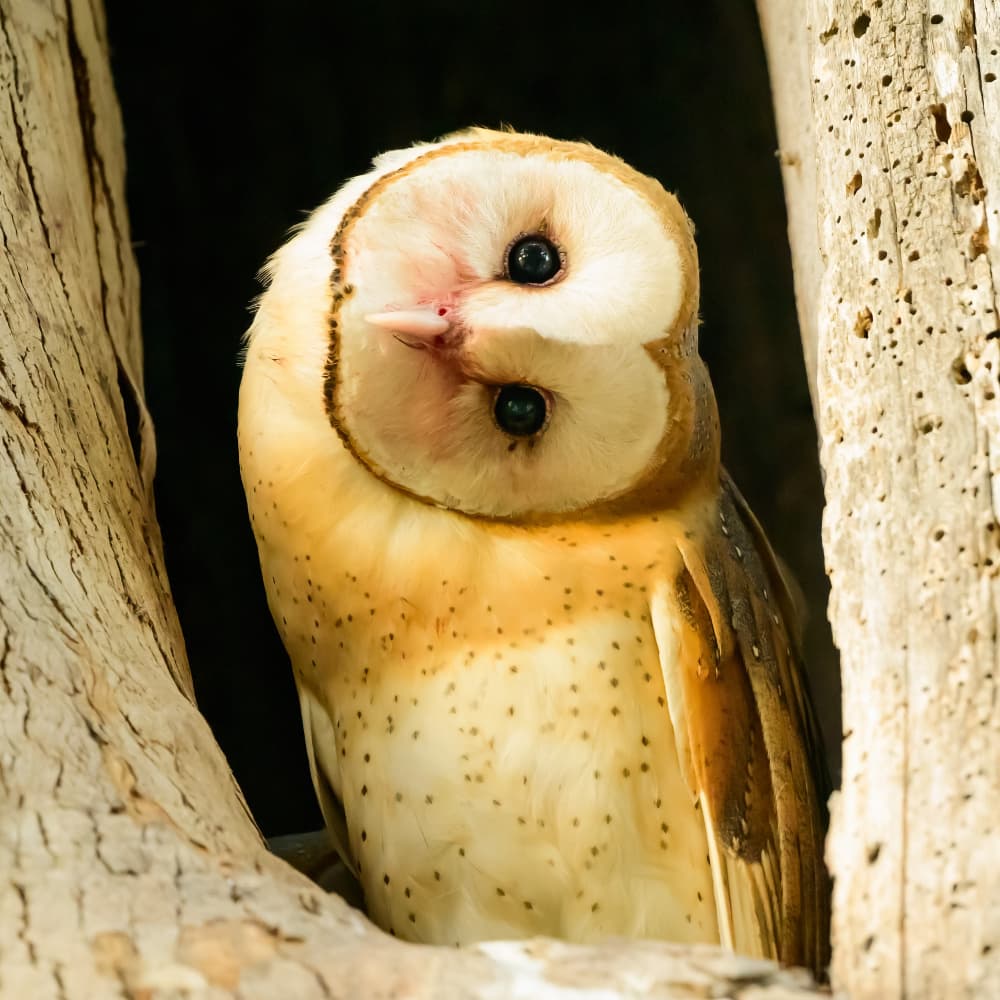 Peeking Barn Owl by Moses Wang — canvas wall art