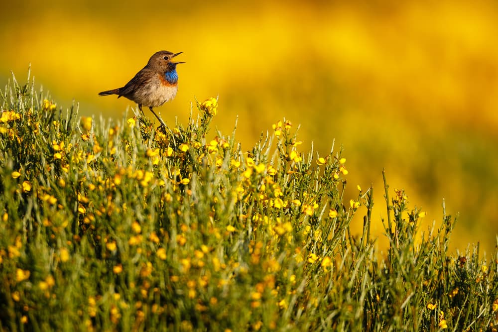 Singing Bluethroat by Mario Suárez — canvas wall art