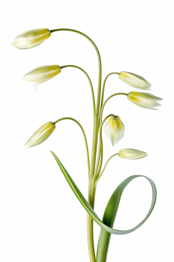 ~Tulipa Tarda~ by Mandy Disher — canvas wall art