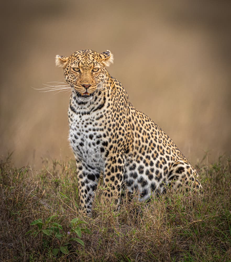 African Leopard Stare by Yogesh Bhatia — canvas wall art