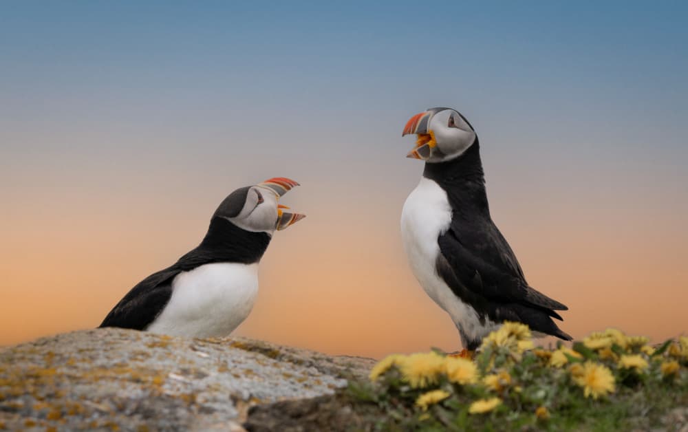 Calling Puffins Sunset Sky by Emma Zhao — canvas wall art
