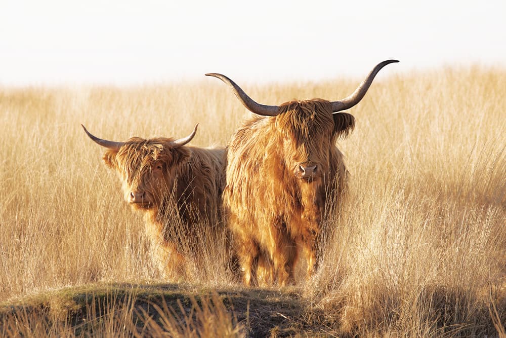 Golden Hour Highland Cows by Jaap van den Helm — canvas wall art