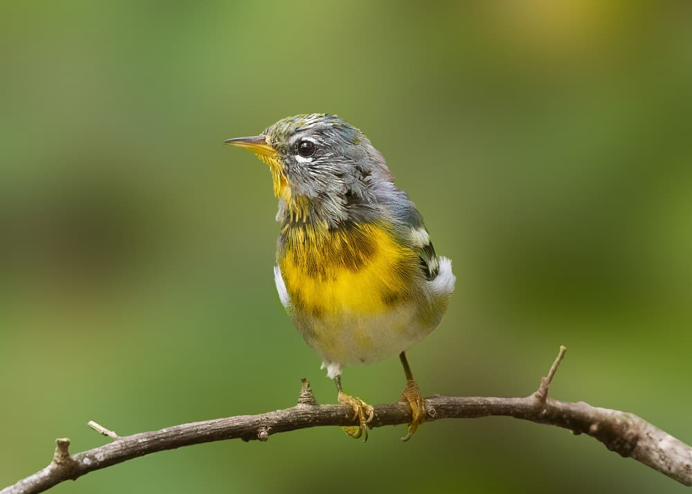 Yellow Warbler Perched by Robert Zhang — canvas wall art