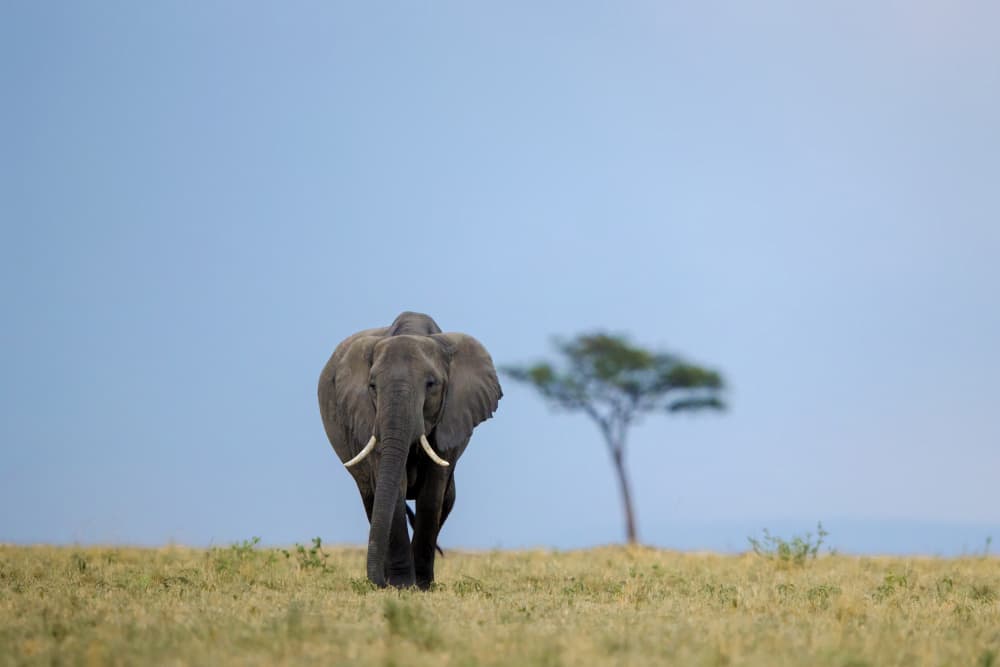 Majestic African Elephant by Roshkumar — canvas wall art