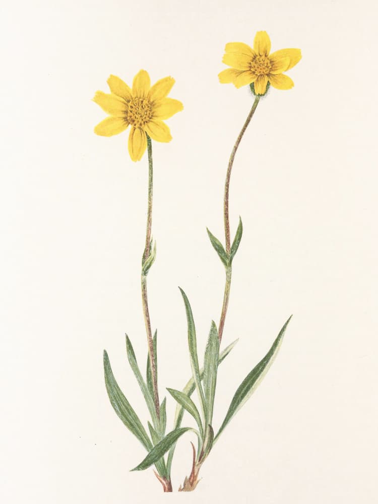 Woolly Arnica From North American Wildflowers (1925) By Mary Vaux Walcott by Mary Vaux Walcott — canvas wall art
