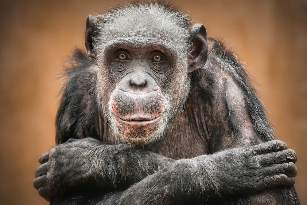 Wise Chimpanzee Gaze by Antje Wenner-Braun — canvas wall art