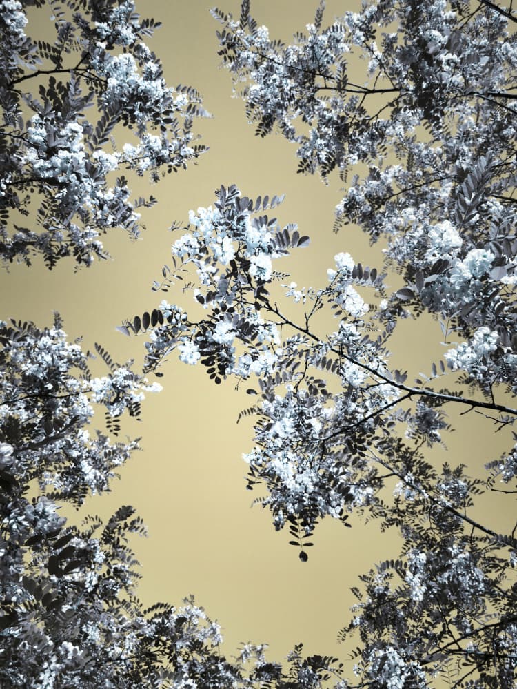 White Blooms Skyward by Angelo Cerantola — canvas wall art