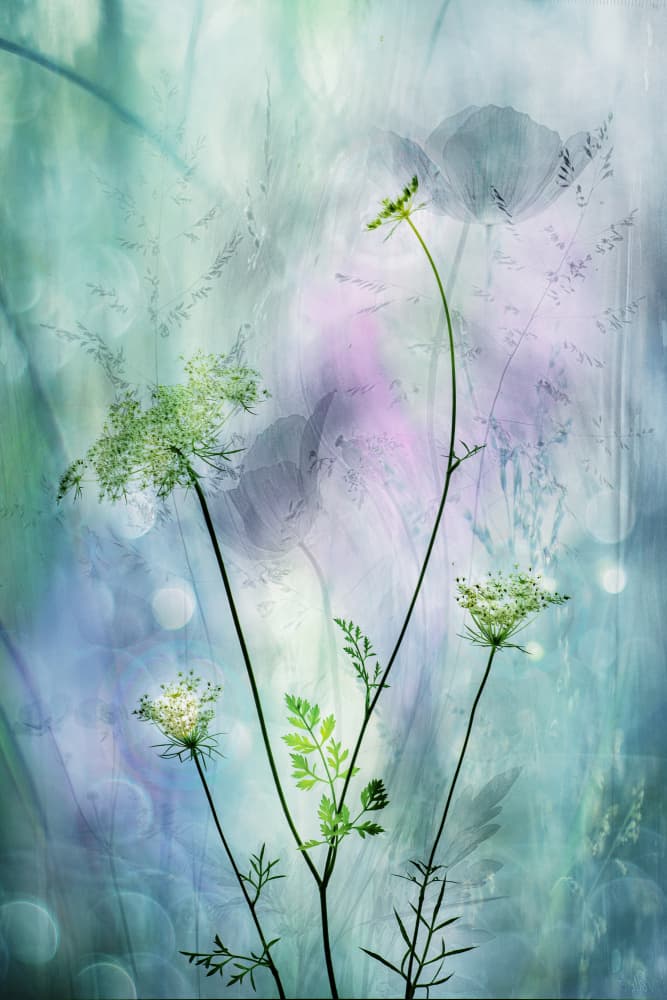 Ethereal Wild Blooms by Hilda van der Lee — canvas wall art