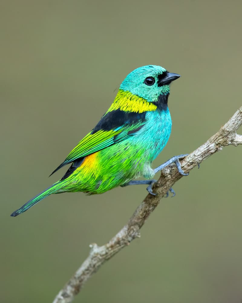 Vibrant Tropical Bird by Milan Zygmunt — canvas wall art