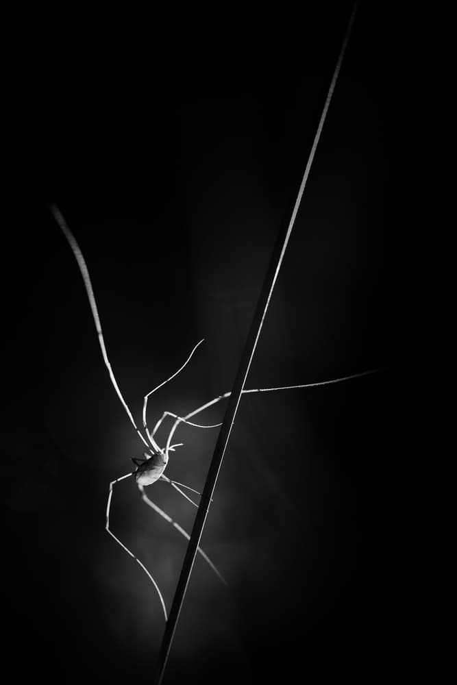 Delicate Spider Silhouette by Pali Gerec — canvas wall art