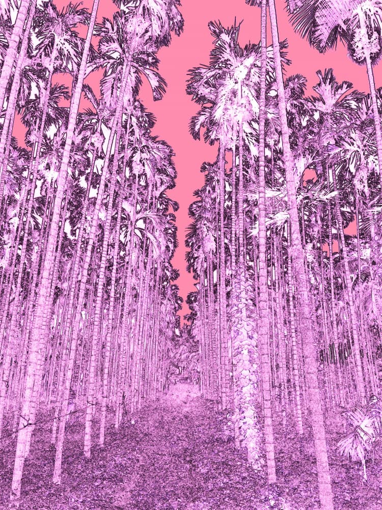 Pink Purple Palms by Santhosh ch — canvas wall art