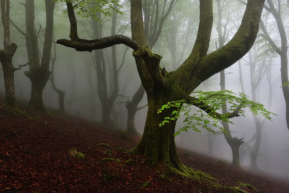 Misty Green Woods by Pedro Uranga — canvas wall art