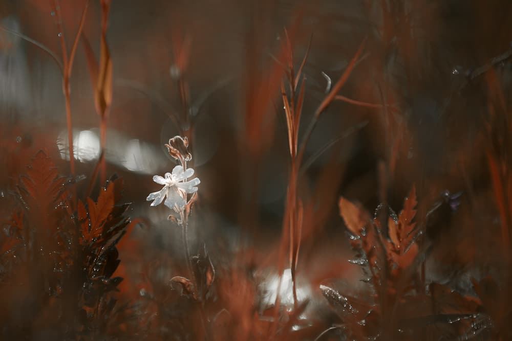 Delicate Wildflower Glow by Steve Moore — canvas wall art