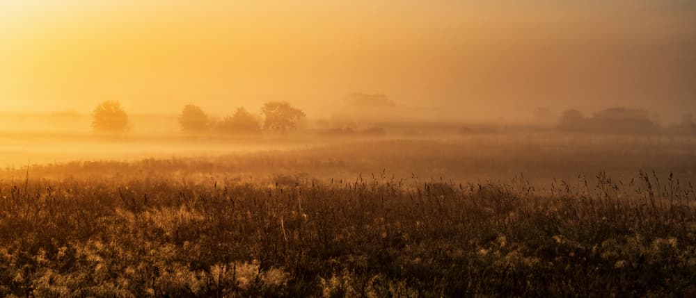 Misty Golden Field by Jürgen Muß — canvas wall art