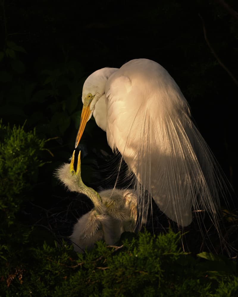 Golden Egret Feeds Chick by Rob Li — canvas wall art