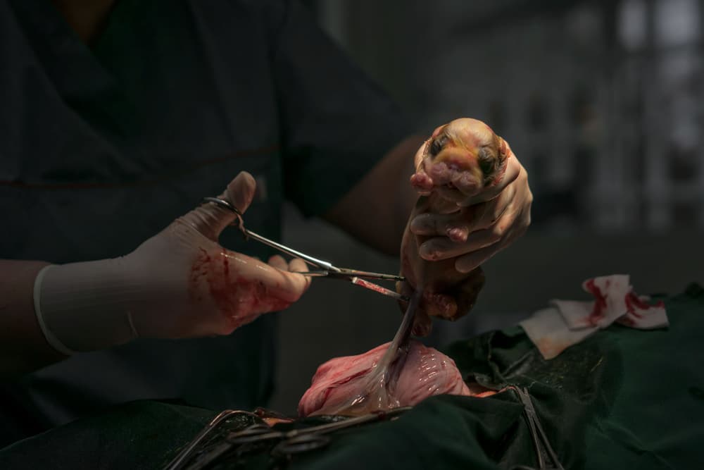 Newborn Puppy Surgery by Gert van den Bosch — canvas wall art