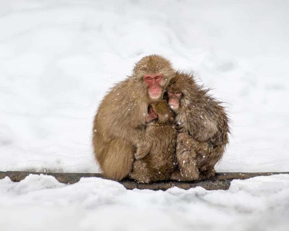 Huddled Snow Monkey Family by Ti Wang — canvas wall art