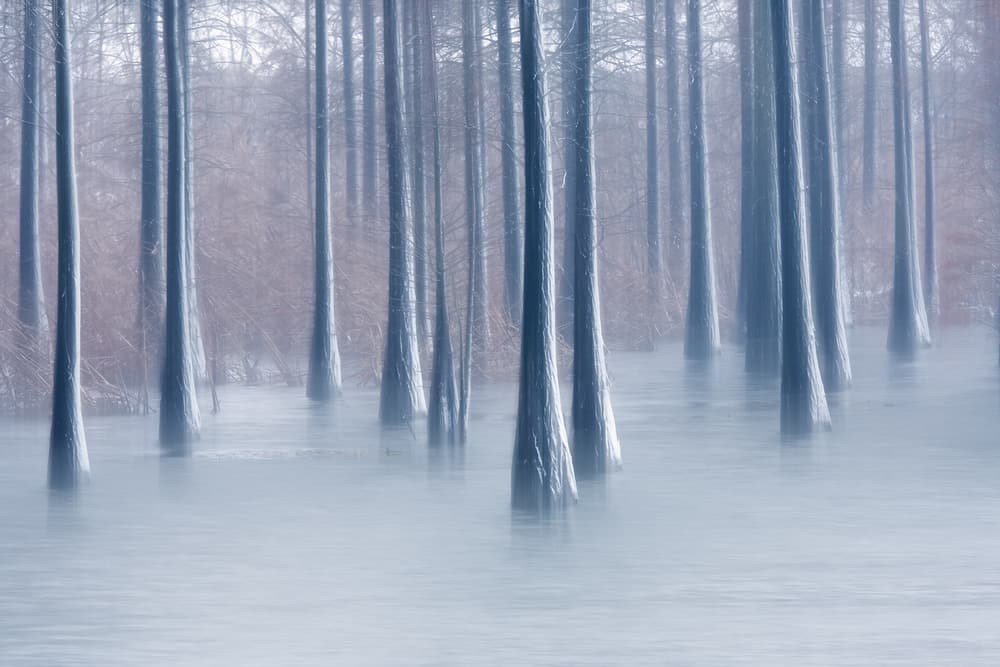 Misty Blue Forest by Bingo Z — canvas wall art