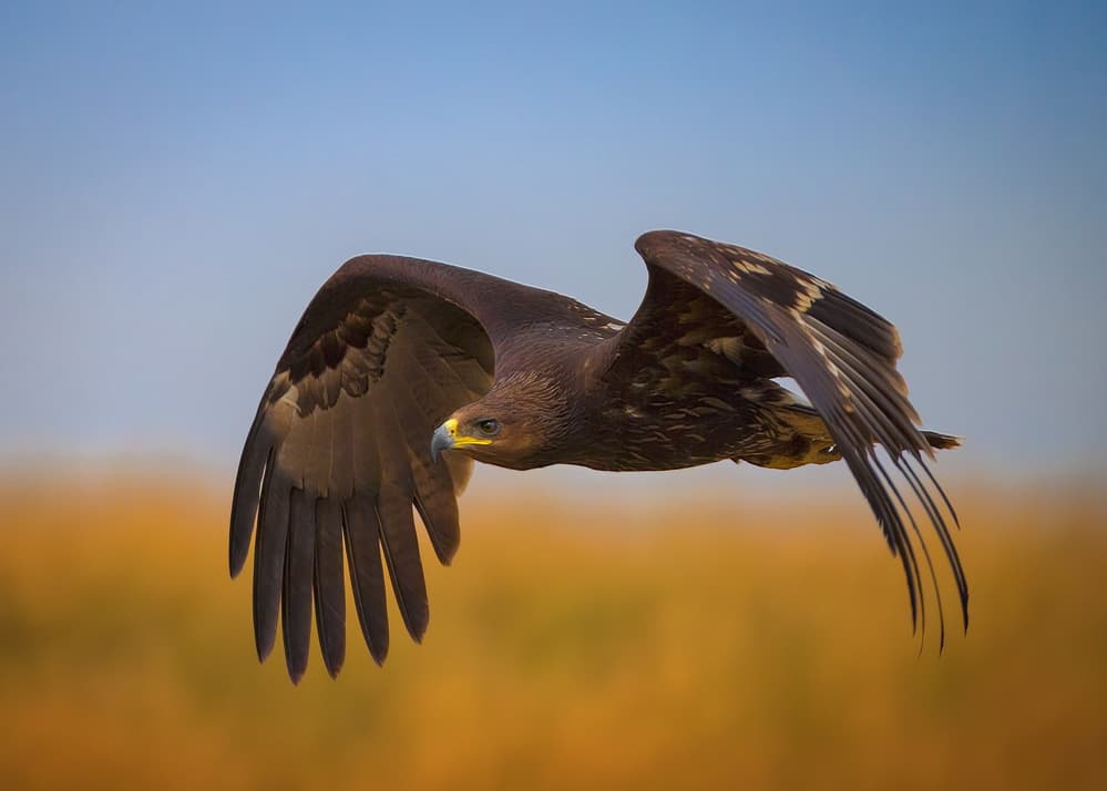 Majestic Eagle Flight by Faisal ALnomas — canvas wall art