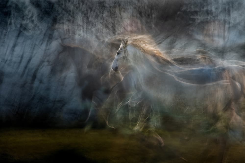 Ethereal White Horse Run by Milan Malovrh — canvas wall art